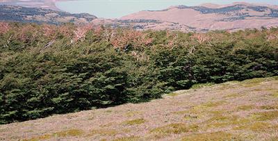 Climate and Nothofagus pumilio Establishment at Upper Treelines in the Patagonian Andes